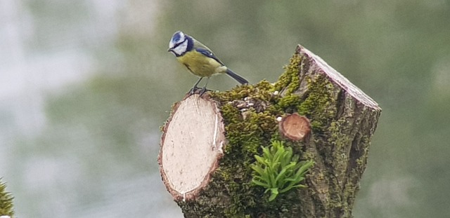 Free Bird Nature photo and picture
