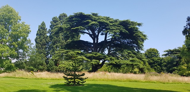 Free Tree Oak photo and picture