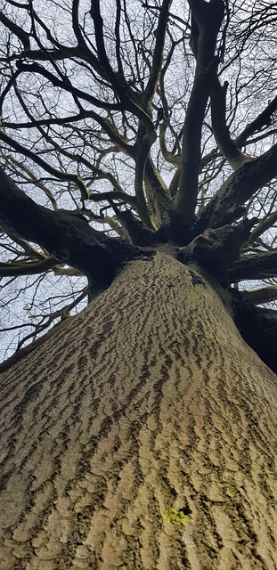 Free Tree Branch photo and picture