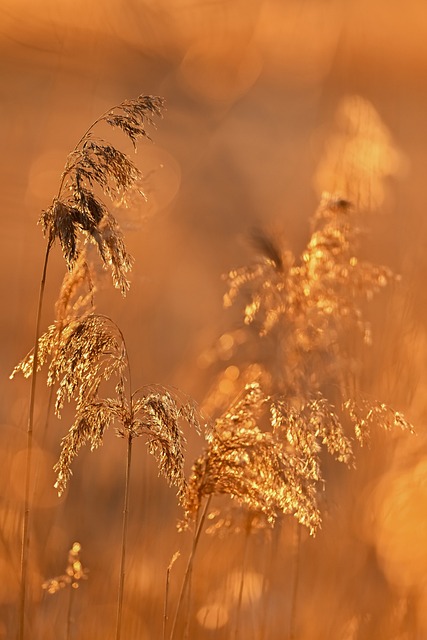 Free Reeds Plant photo and picture