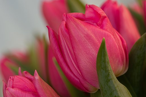 Free Tulips Flower photo and picture