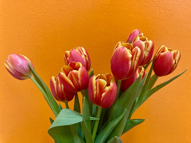 Free Tulips Flower photo and picture
