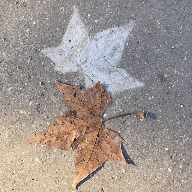 Free Leafs Winter photo and picture