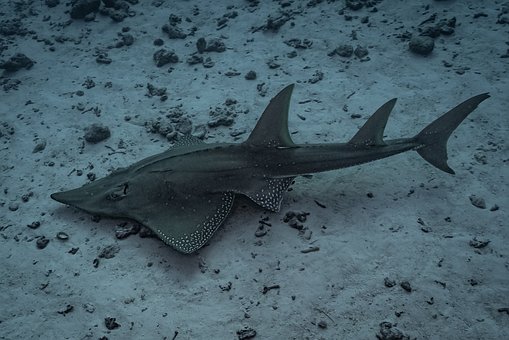 Free Guitarshark Shark photo and picture