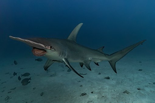 Free Hammerhead Shark Hammerhead photo and picture