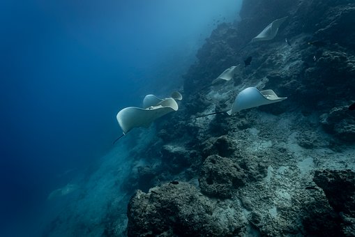 Free Stingray Sea Creatures photo and picture