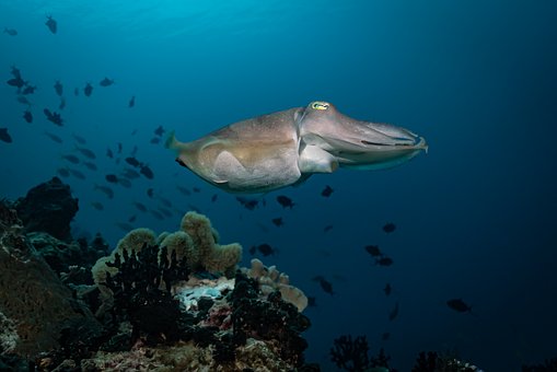 Free Cuttlefish Squid photo and picture