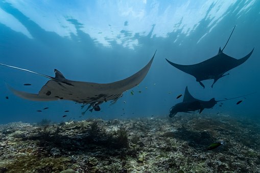 Free Manta Scuba photo and picture