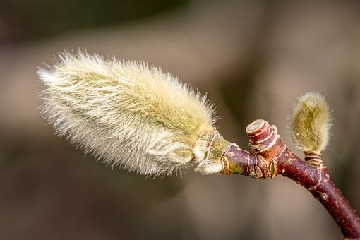 목련, 싹, 버들개지, 사과, 봄, 이른 봄, 자연