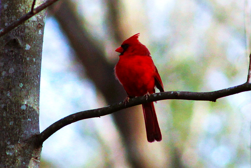 Free Red Cardinal Red Bird photo and picture