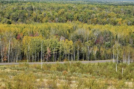 Bomen, Woud, Val, Vers, Bossen, Herfst