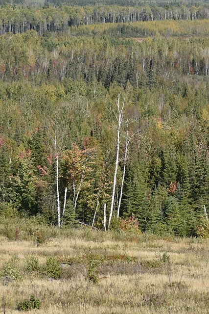 Bomen, Woud, Val, Vers, Bossen, Herfst
