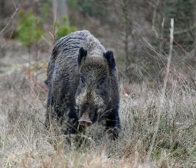 Porc Mistret, Vier, Animal, Natura