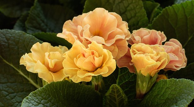 Free Flowers Blossoms photo and picture