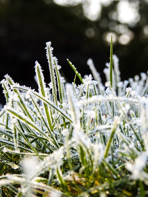 Frost, Vinter, Græs, Landskab, Fryse