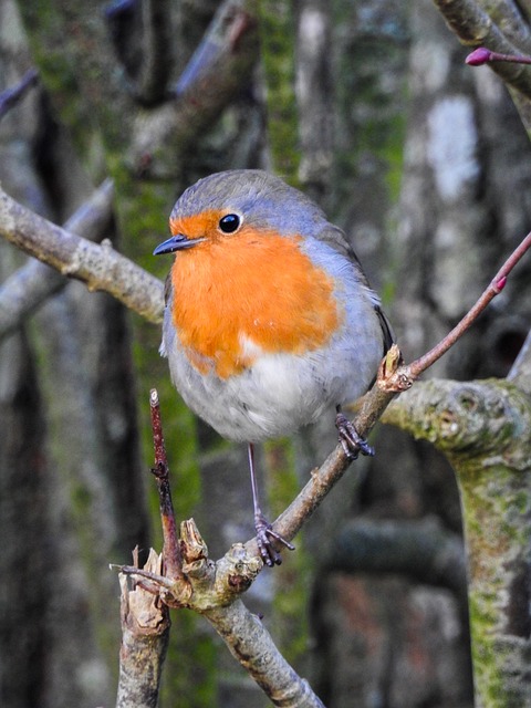 Robin, Fugl, Natur, Dyr, Fjer, Vinger