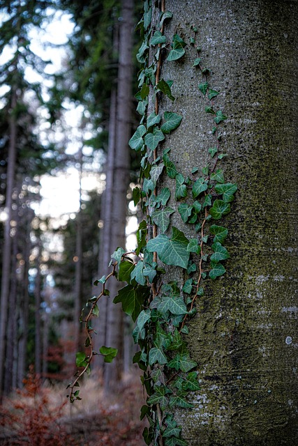 Free Tree Ivy photo and picture