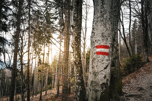Free Schöckl Trail photo and picture