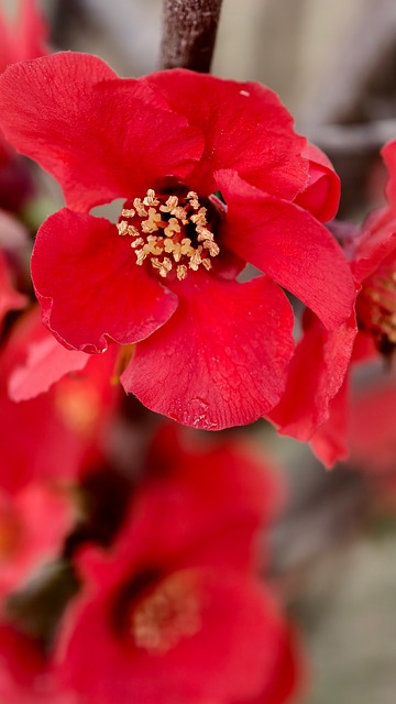 Free Flower Nature photo and picture
