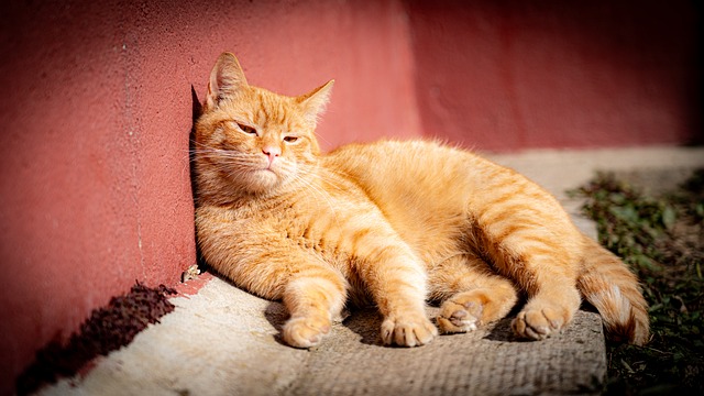 Free Kitten Animal photo and picture