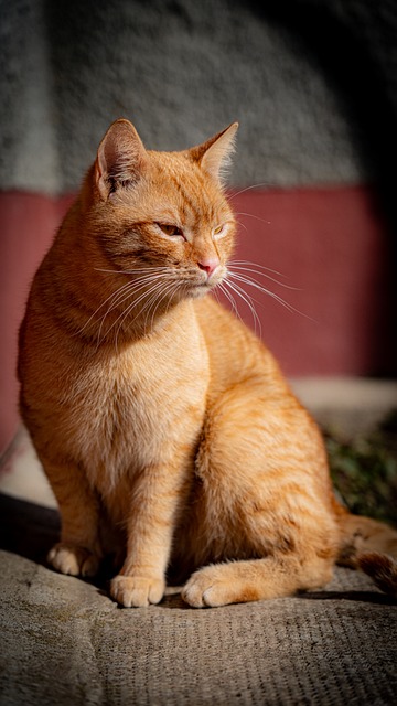 Free Cat Animal photo and picture