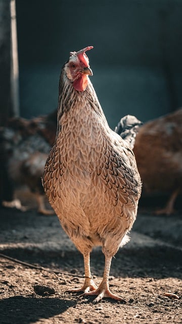 Free Hen Chicken photo and picture