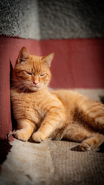 Free Kitten Cat photo and picture