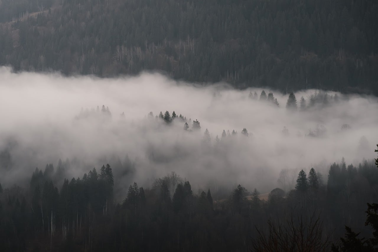 Trees - free online jigsaw puzzle photo