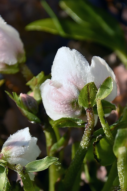 Free Winter Christmas Rose photo and picture