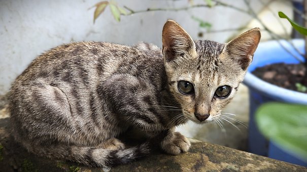 Free Cat Kitty photo and picture
