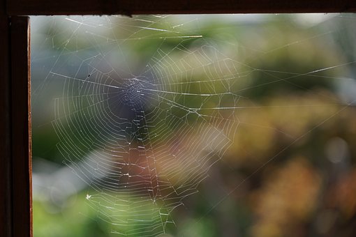 Free Web Cobweb photo and picture