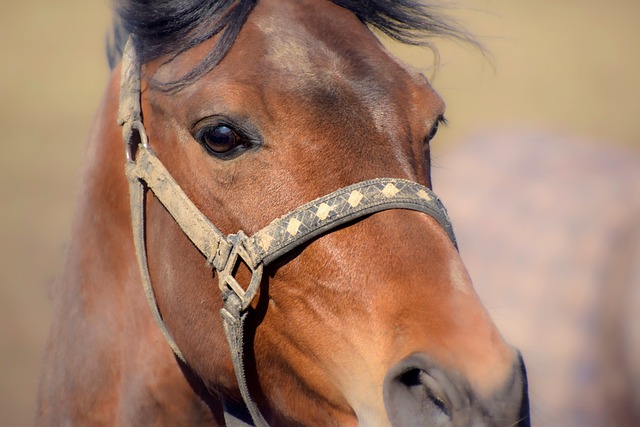 Caballo, Animal, Mamífero, Equino