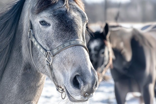 Free Horse Animal photo and picture