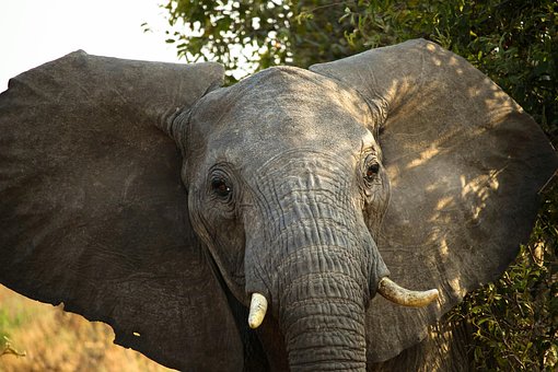 Elefant, Tier, Dickhäuter, Stoßzähne