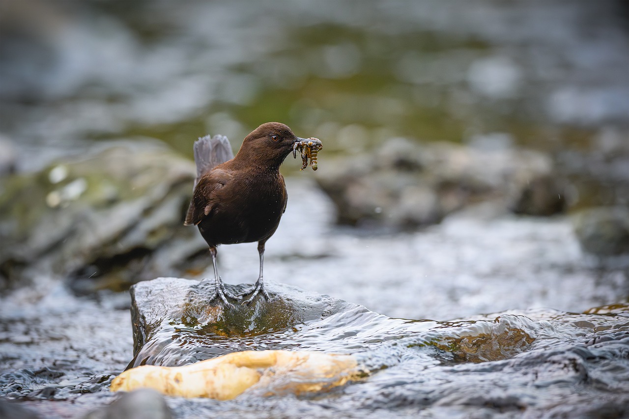Brown Dipper Bird Worm - Free photo on Pixabay