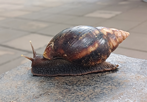 Free Snail Nature photo and picture