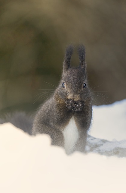 Eichhörnchen, Natur, Tier, Nagetier