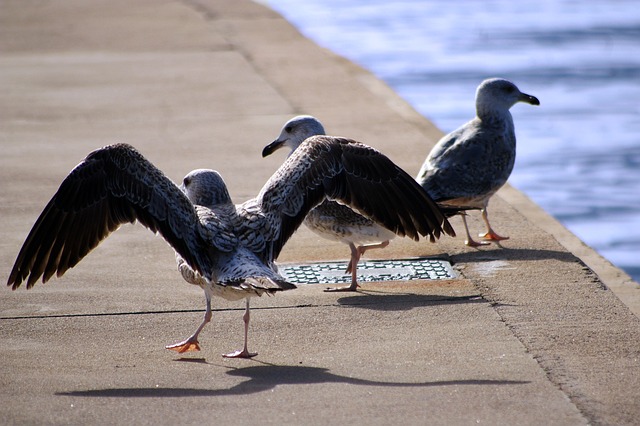 Gaivotas, Pássaros, Natureza, Animais