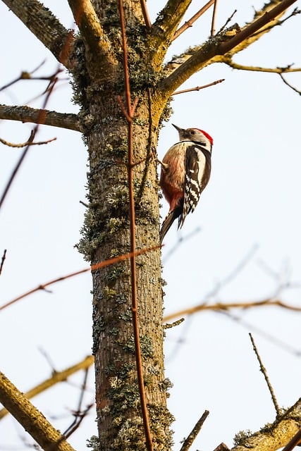 Free Woodpecker Nature photo and picture
