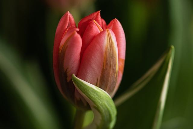 Free Tulip Flower photo and picture