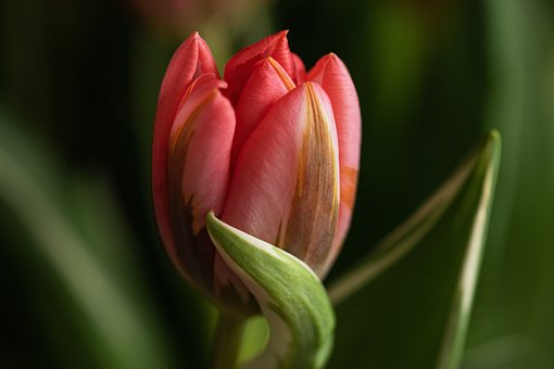 Free Tulip Flower photo and picture