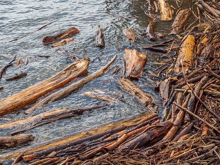 Treibholz, Holz, Geäst, Wasser
