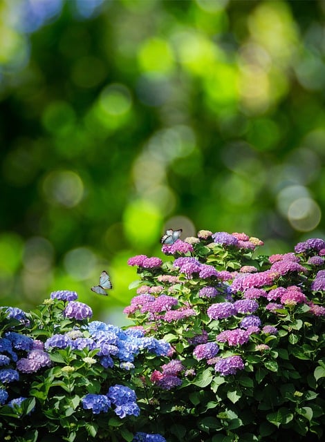 Download free HD stock image of Hydrangea Flowers Free hydrangea flowers plant illustration