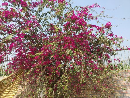 Free Flower Nature photo and picture
