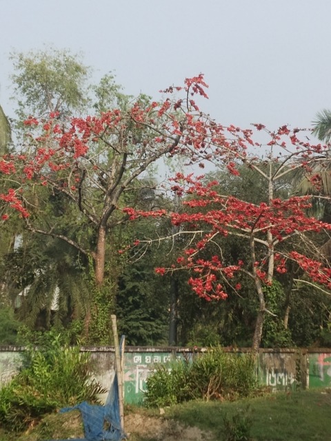 Free Kapok Shimul photo and picture