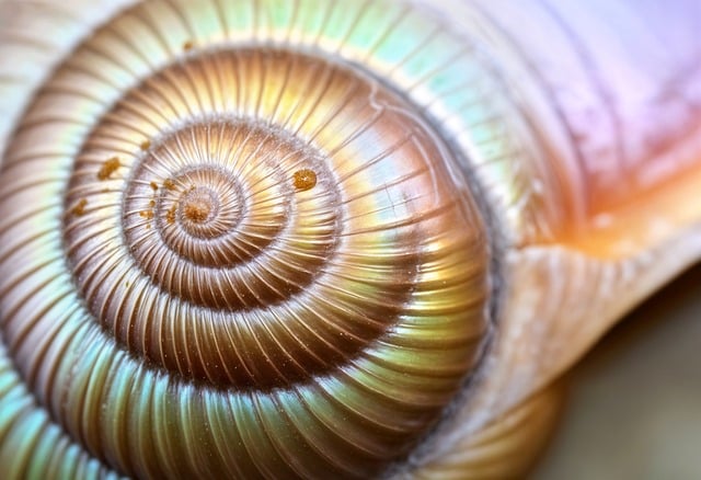 Free ai generated shell snail illustration