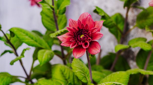 Dahlia, Blomst, Anlegg, Kronblad, Bloom
