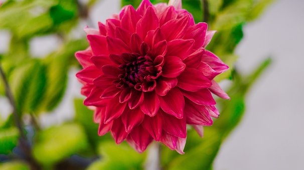 Dahlia, Blomst, Anlegg, Kronblad, Bloom
