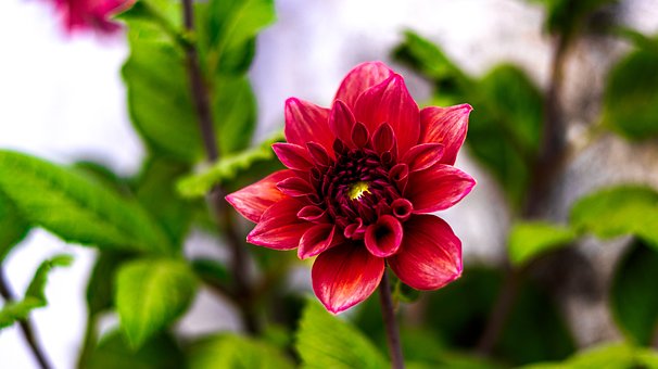 Dahlia, Blomst, Anlegg, Kronblad, Bloom