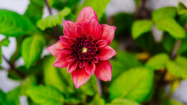 Dahlia, Blomst, Natur, Kronblad, Anlegg